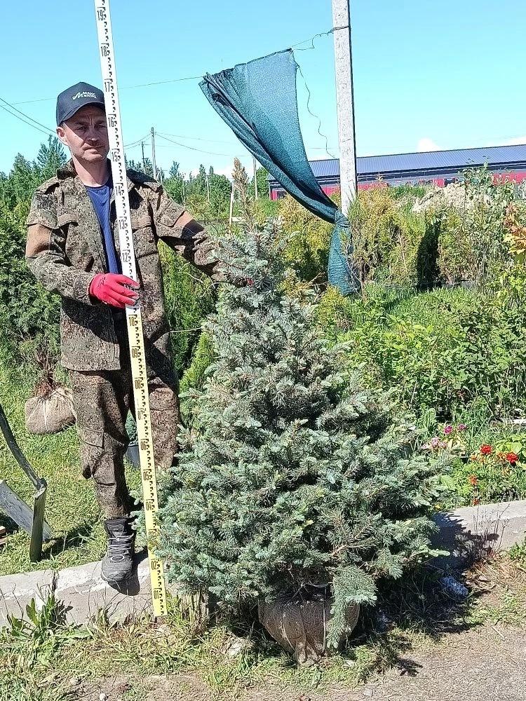 Ель голубая Глаука